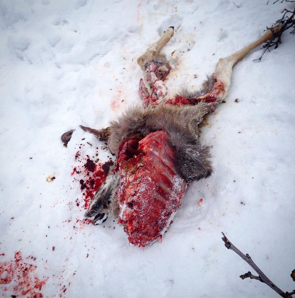 deer carcass in the snow