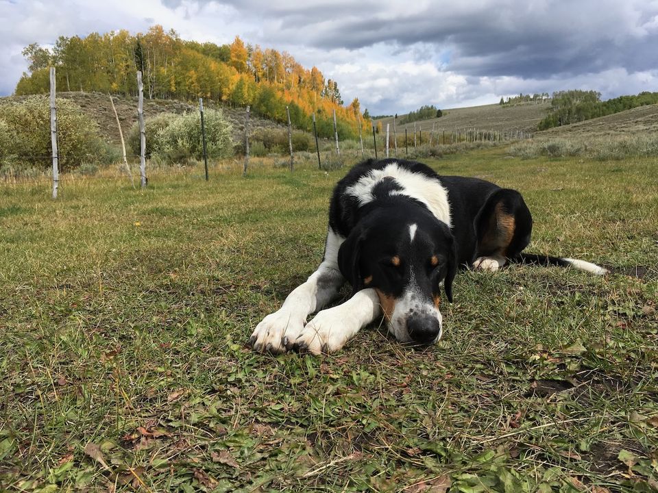 Mack asleep in rural Utah