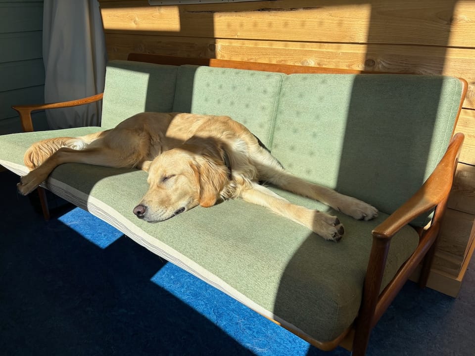 Golden Retriever on a mid-century modern couch