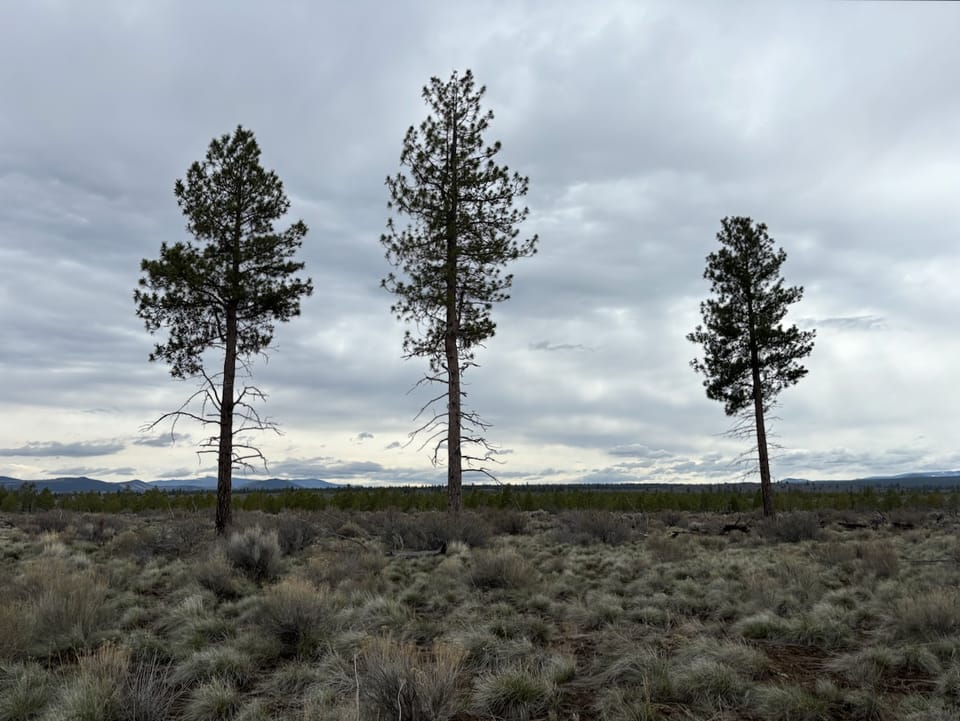 Three ponderosa pines in Central Oregon