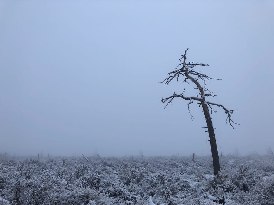 A dead tree in the fog