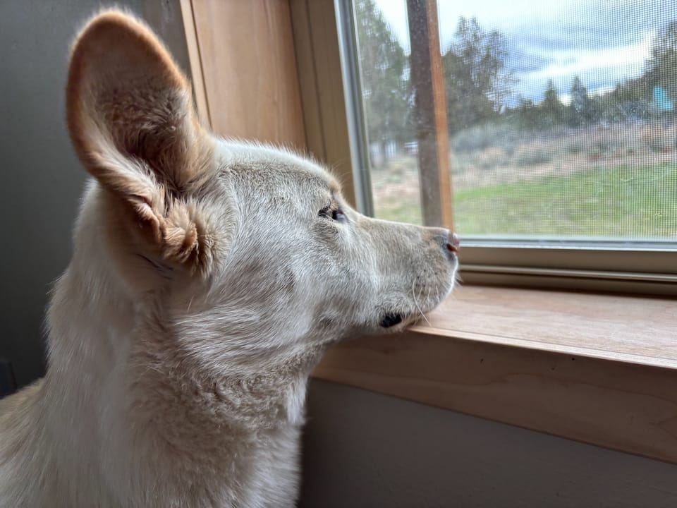 Husky mix looks out the window.